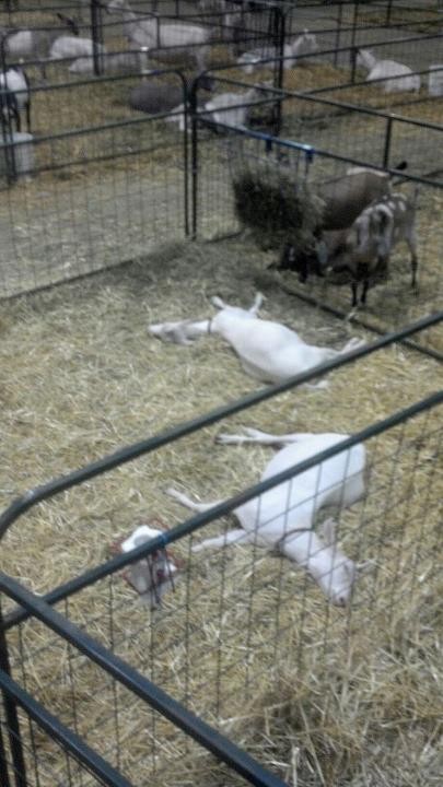 03 Sleepy goats after a big day;)