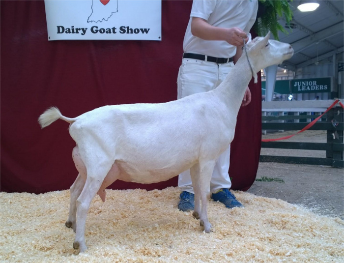 03 JHFarms Mystic Sea's Alice,  Heart of Indiana Dairy Goat Show 5/11/2014