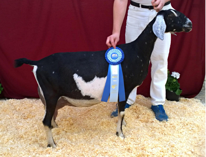 04 JHFarms Raspberry's Carbonate, Heart of Indiana Dairy Goat Show 5/11/2014