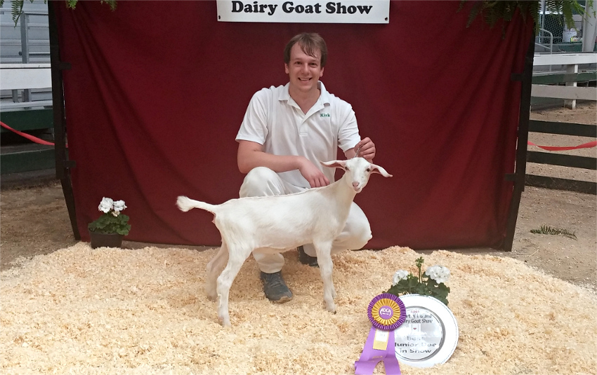 10 Best in Show with our little cross breed  Subian, Heart of Indiana Dairy Goat Show 5/11/2014