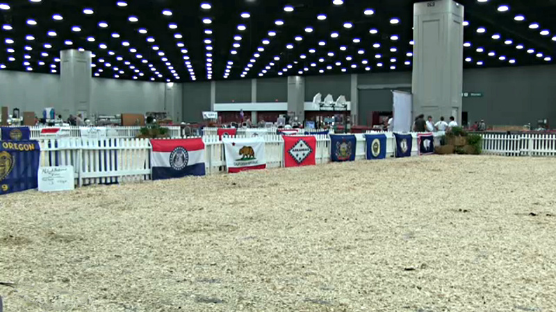 11 2014 ADGA National Show, Saturday, July 12, 2014, Tennessee Waltz 2, Kentucky State   Fair & Expo Center Louisville, KY