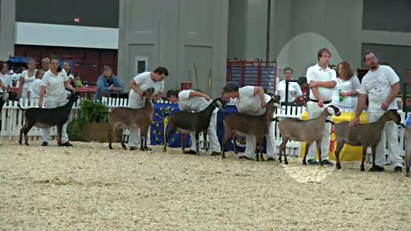 11 Nubian Senior Yearling 14th Place - JHFARMS MILKWAY'S COCO PEBBLES with Kirk
