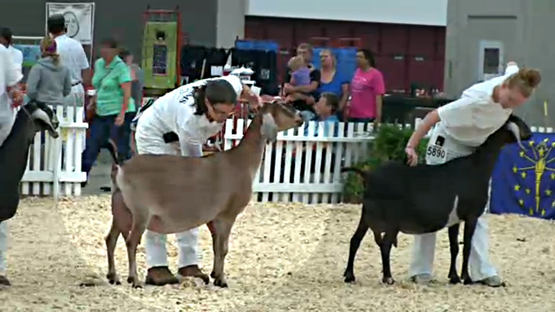 11 Nubian 5 And 6 Year Old Milker 4th Place - CH JHFARMS MOUNDS' AMINE - with Diana