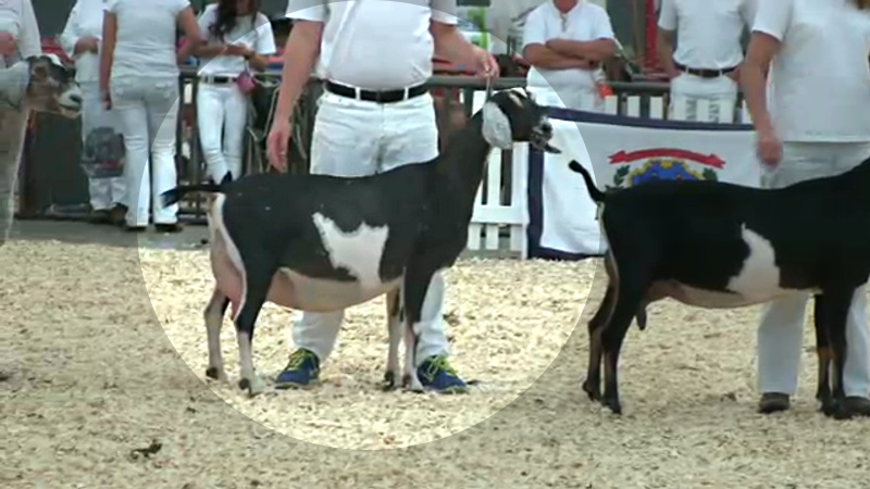 11 Nubian 5 And 6 Year Old Milker 10th Place - JHFARMS RASPBERRY'S CARBONATE with Kirk