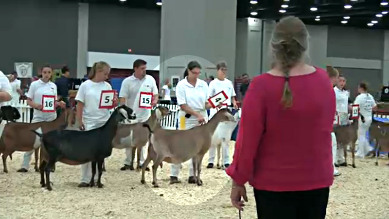 11 Nubian 5 And 6 Year Old Milker 4th Place - CH JHFARMS MOUNDS' AMINE - With Diana