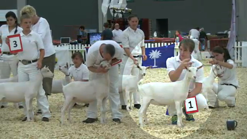 11 Saanen Junior Kid - 1st Place To JHFARMS LIFE'S SPOUT with Kirk