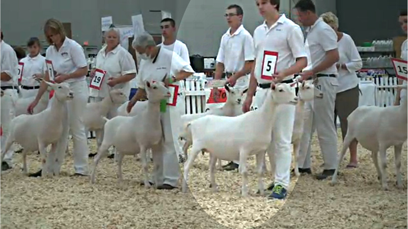 11 Saanen Senior Yearling - 5th Place - JHFARMS SALT'S SPECIAL K With Kirk