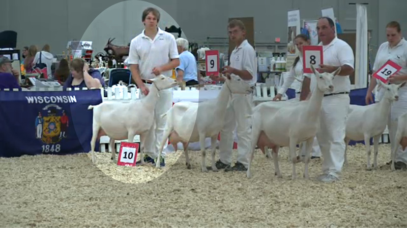 11 Saanen 2 Year Old Milker - 10th Place - PLEASANT-GROVE S MILLE BORNES with Kirk