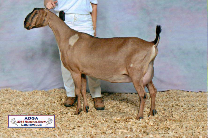 11 CH JHFarms Lucy's Lilac, 3 yr old, 2014 Nationals, Louisville, KY
