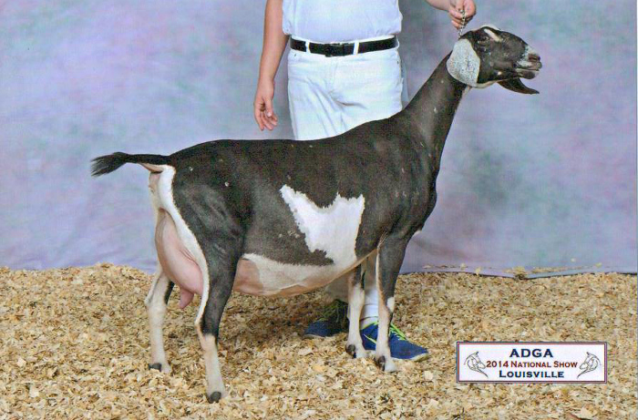 11  CH JHFarms Raspberry's Carbonate, 2014 Nationals, Louisville, KY