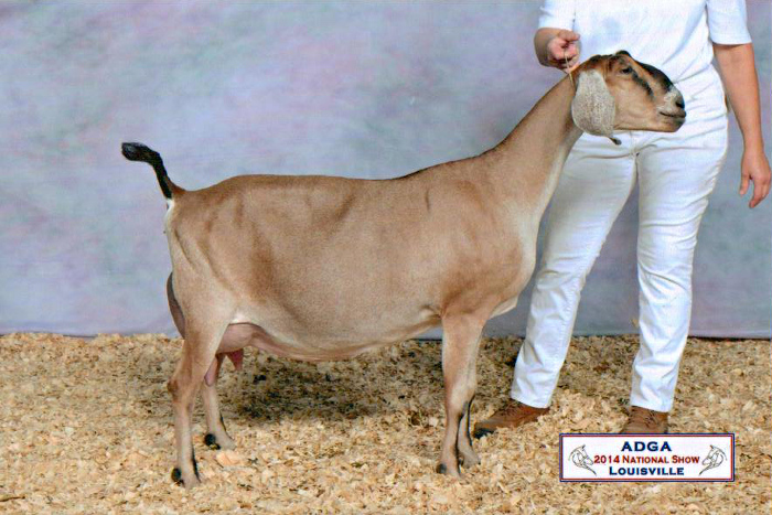 11 CH JHFarms Mounds' Amine, 2014 Nationals, Louisville, KY