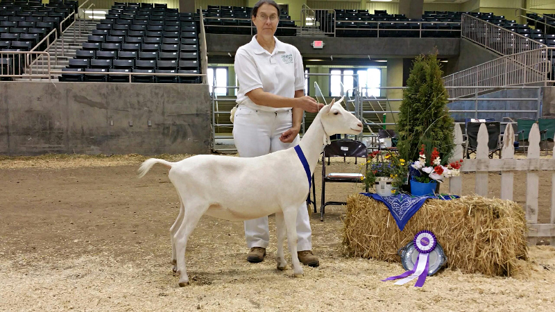 12 Diana with JHFARMS LIFE'S SPOUT winner Reserve Jr Grand Champion Saanan.