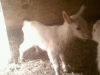05 Baby goats :)
