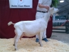 03 JHFarms Mystic Sea's Alice,  Heart of Indiana Dairy Goat Show 5/11/2014