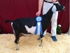 04 JHFarms Raspberry's Carbonate, Heart of Indiana Dairy Goat Show 5/11/2014