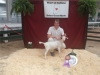 10 Best in Show with our little cross breed  Subian, Heart of Indiana Dairy Goat Show 5/11/2014