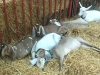 11 Sleepy goats and they haven\
