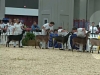 11 Nubian Senior Yearling 14th Place - JHFARMS MILKWAY'S COCO PEBBLES with Kirk
