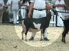 11 Nubian 5 And 6 Year Old Milker 10th Place - JHFARMS RASPBERRY