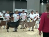 11 Nubian 5 And 6 Year Old Milker 4th Place - CH JHFARMS MOUNDS