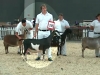 11 Nubian 5 And 6 Year Old Milker 10th Place - JHFARMS RASPBERRY\