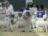 11 Saanen Junior Kid - 1st Place To JHFARMS LIFE'S SPOUT with Kirk