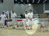 11 SAANEN 5 AND 6 YEAR OLD MILKER - 4TH PLACE / 3RD UDDER - GCH JHFARMS VANILLA\