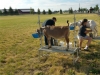 12 in line for vet check at Deschutes County Fair & Expo Center, redmond, or., Diana and Dane Erickson milking.