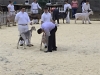 12 Getting the once over in showmanship.