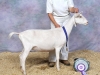12 Diana with JHFARMS LIFE'S SPOUT winner Reserve Jr Grand Champion Saanan.